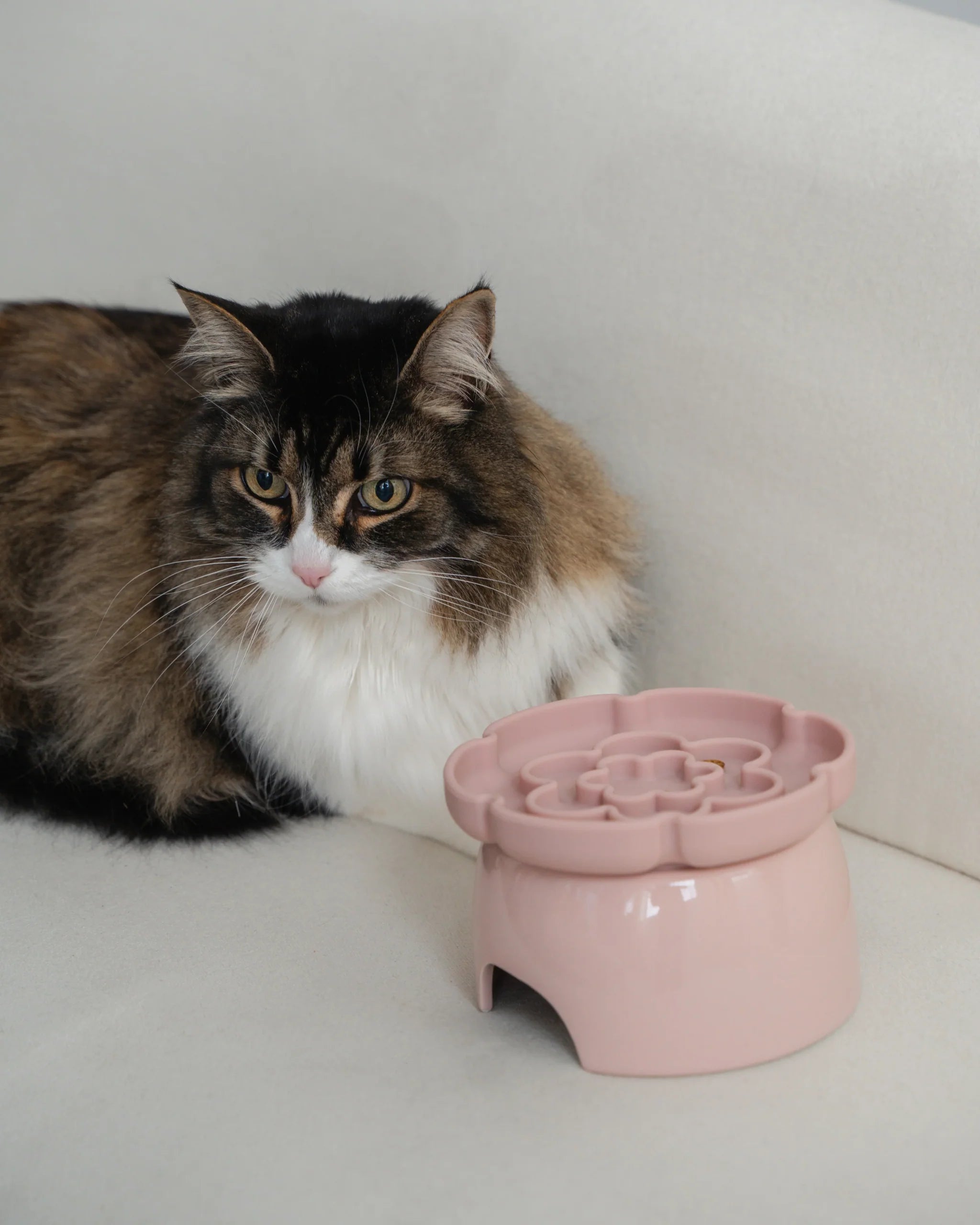 Dexypaws Raised Ceramic Cat Bowl with Slow Feeder Blush Pink 7.75oz Cat