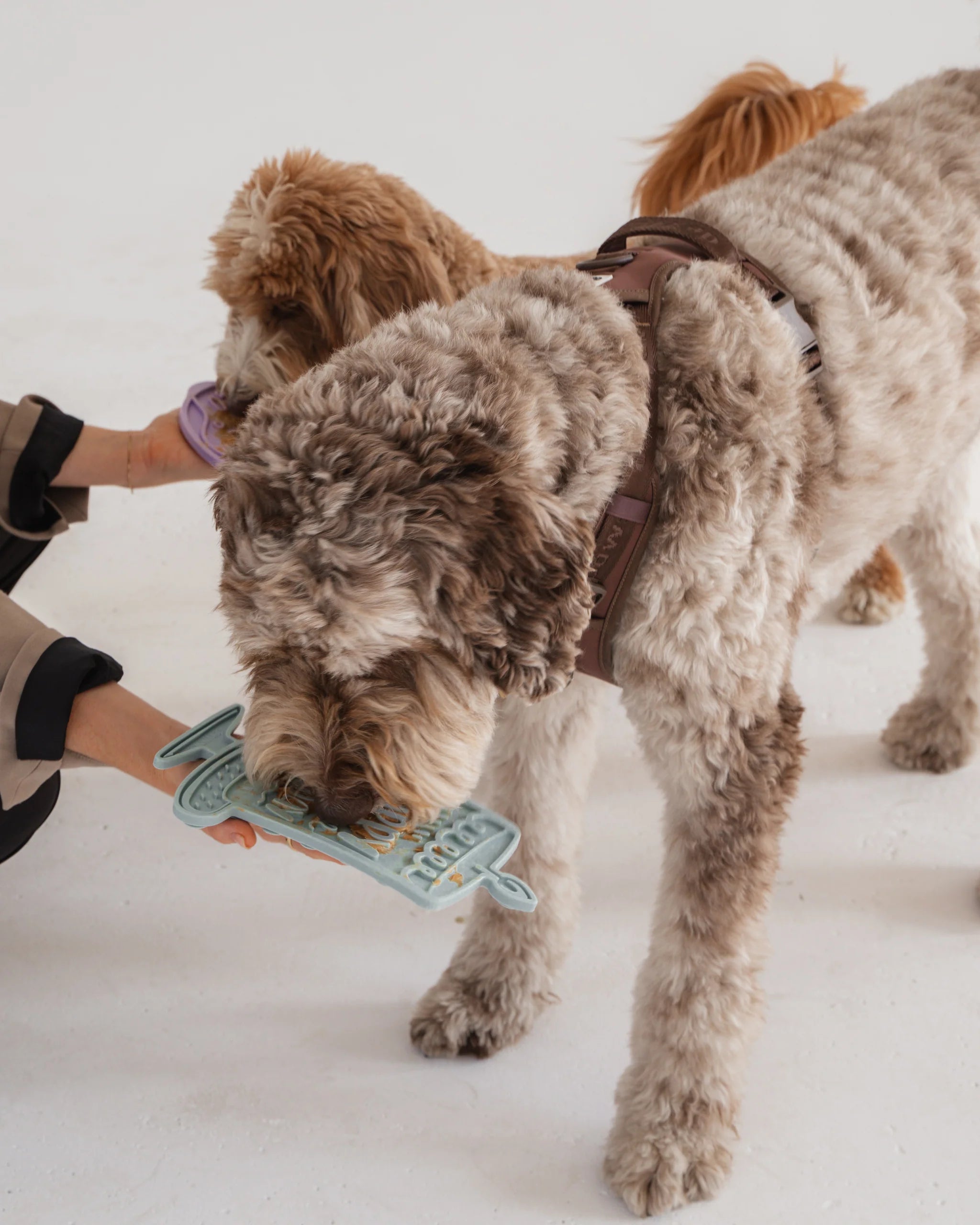 Dexypaws Happy Bark-day Enrichment Licking Mat