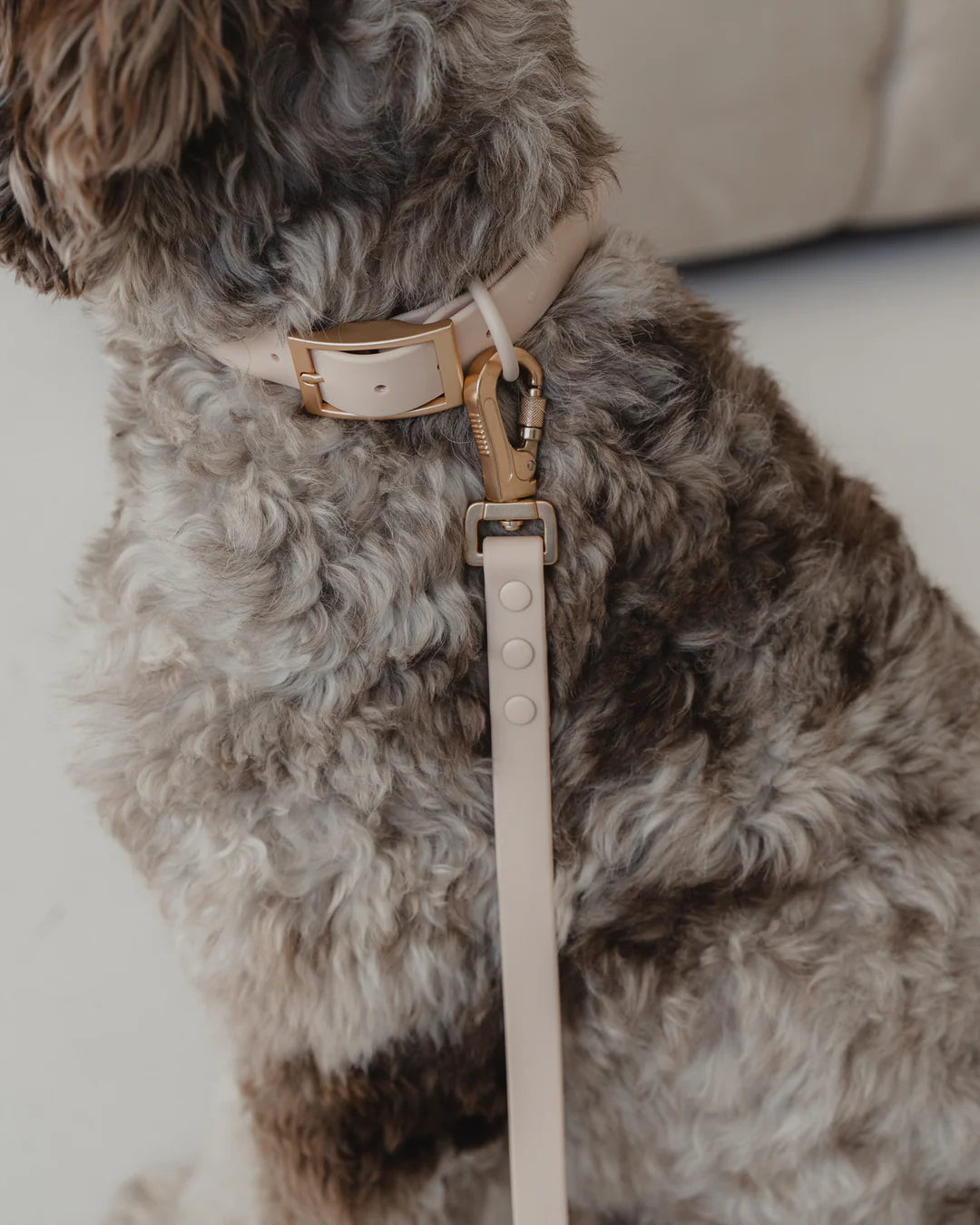Dexypaws Waterproof Dog Collar