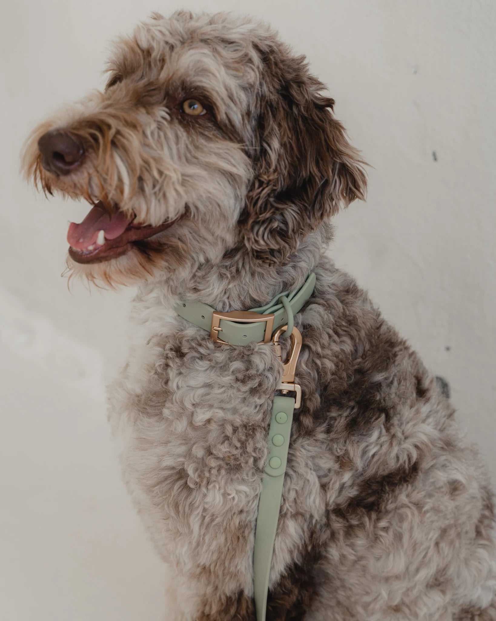 Dexypaws Waterproof Dog Collar