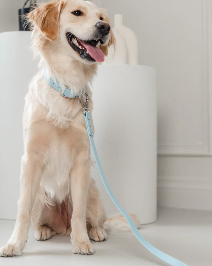 Dexypaws Waterproof Dog Collar