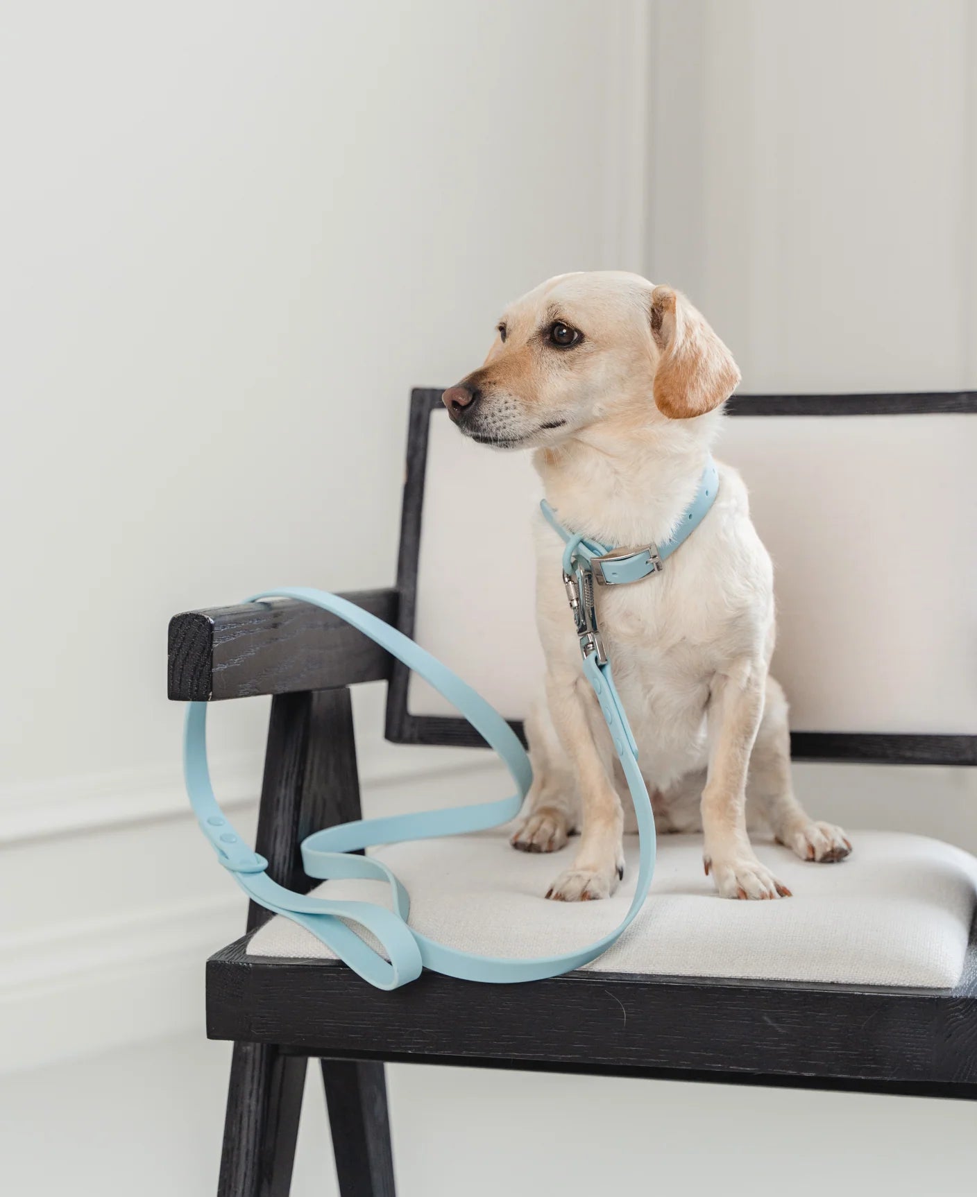 Dexypaws Waterproof Dog Collar