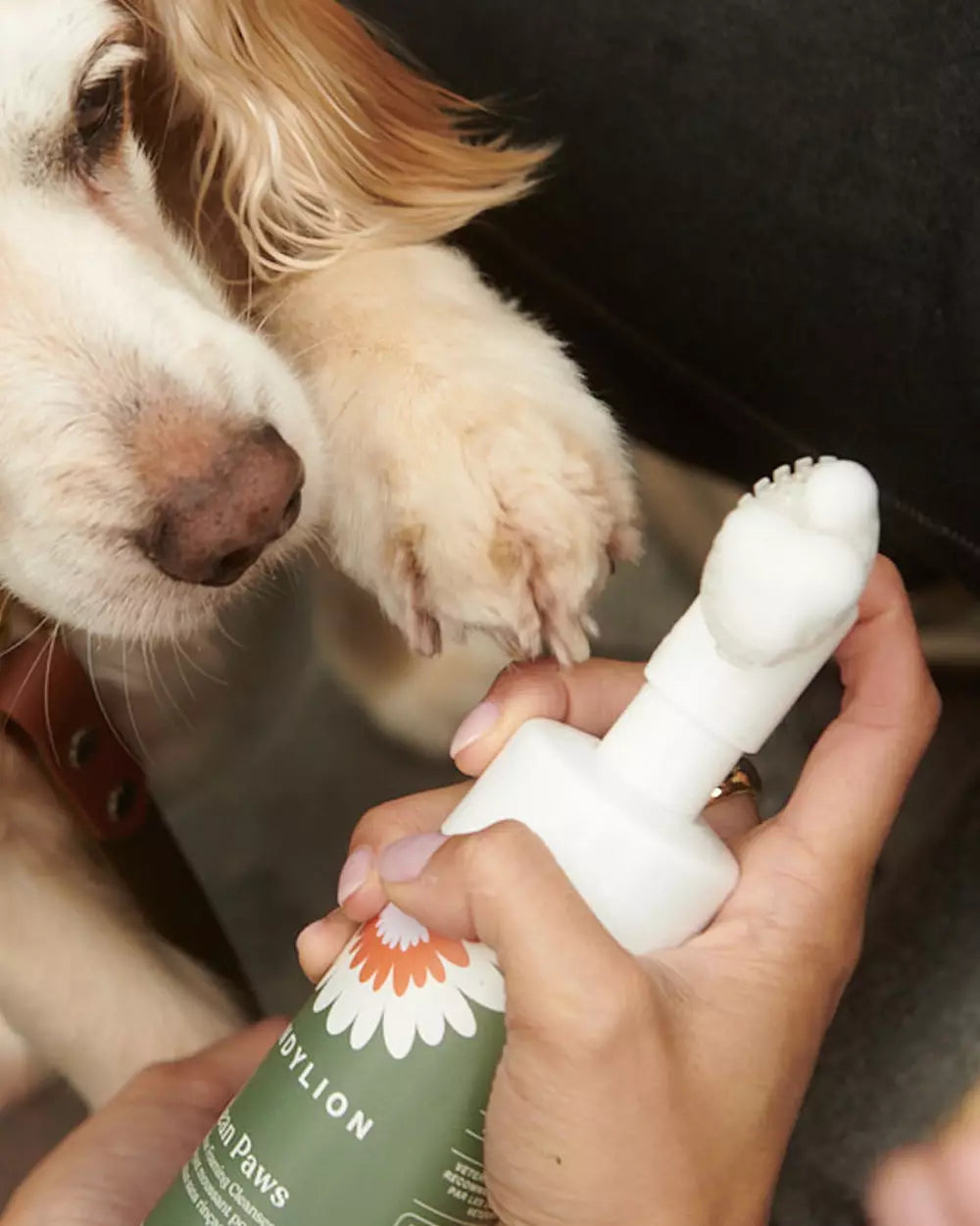 Dandylion Clean Paws 150mL