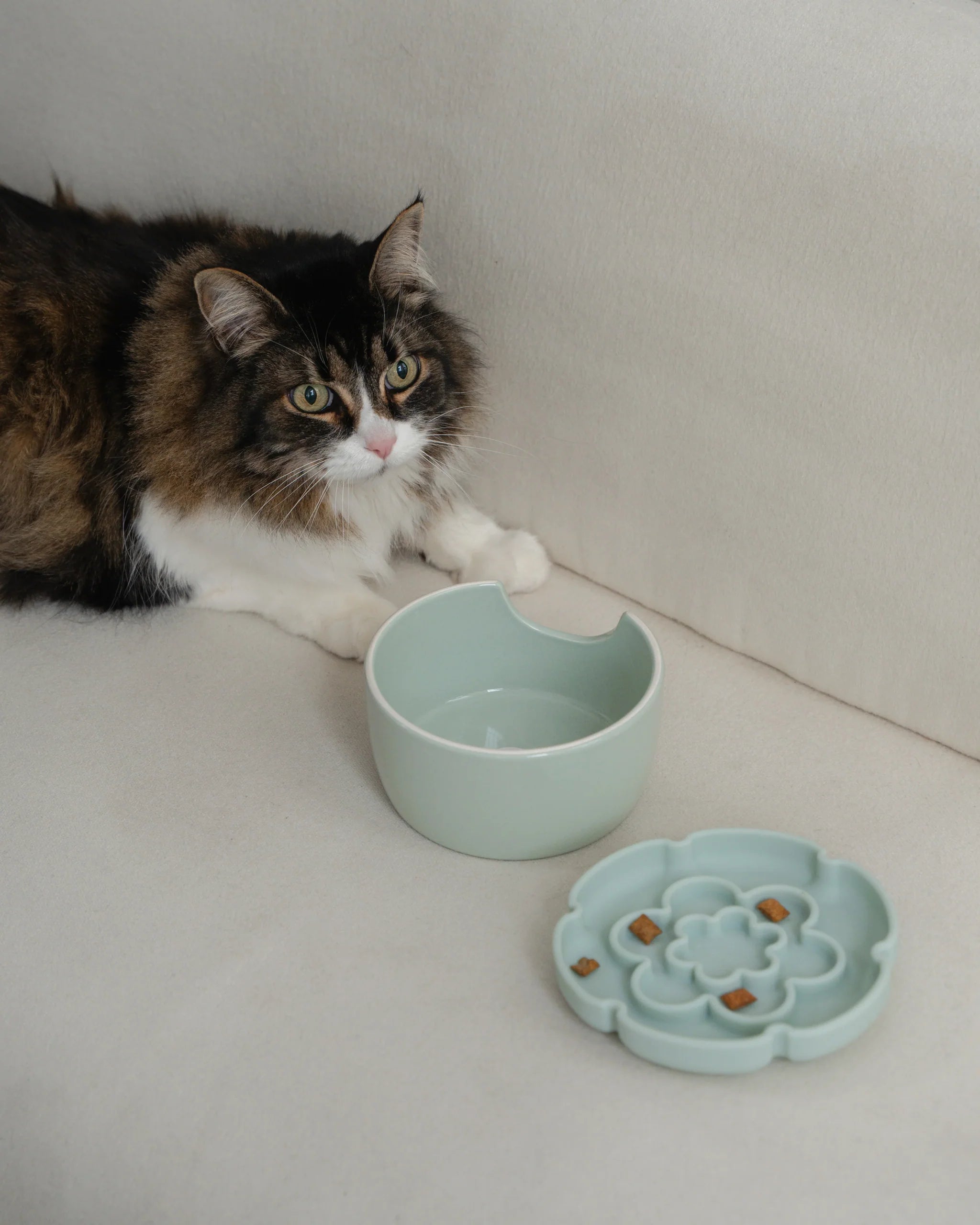 Dexypaws Raised Ceramic Cat Bowl with Slow Feeder Sage Green 7.75oz